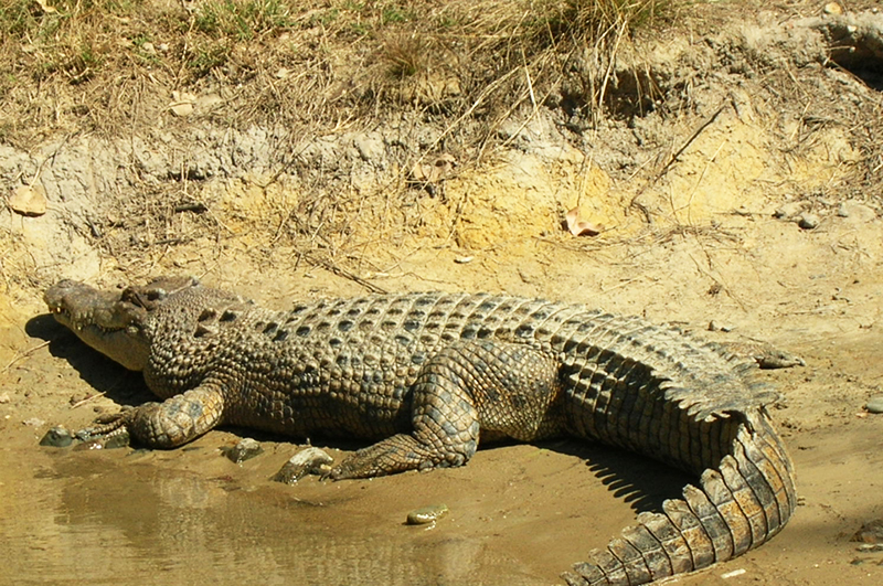 Колик крокодил
