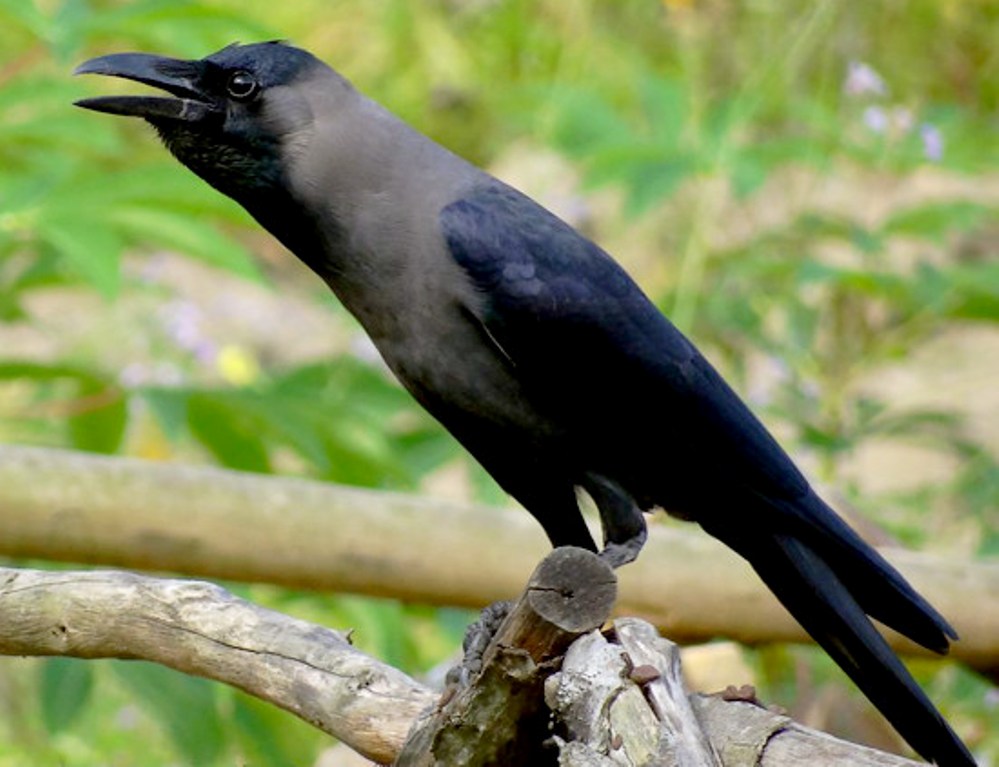 Crow язык. Чёрная говорящая птица. К чему снится ворона черная. Говорящие птицы.