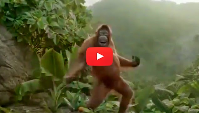 Танцующая обезьянка песня. Танцующая обезьяна. Обезьяна танцует. Шимпанзе танцует. Пятница обезьяна.