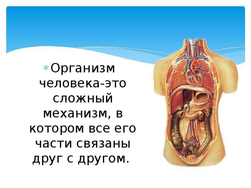 Сложный организм. Органы человека. Строение организма. Как обустроен организм человека.