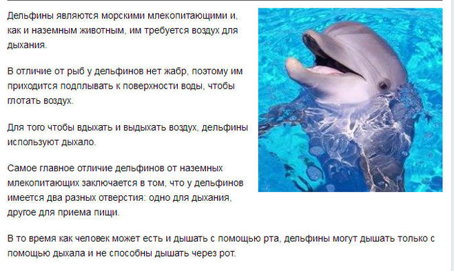 У кита альвеолярные легкие. Дельфины дыхательная система. Дельфин орган дыхания. Органы дыхания дельфинов у дельфинов. Дыхательная система у морских млекопитающих.