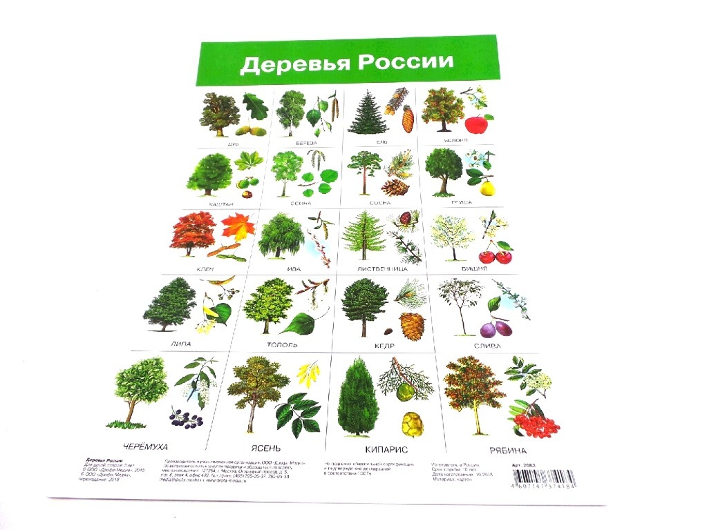 10 деревьев названия. Плакат. Деревья. Деревья России. Деревья названия. Деревья России для детей.