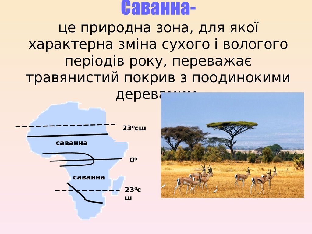 В каком климатическом поясе находится саванна