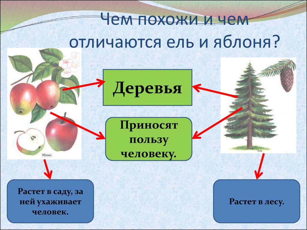 Чем отличается лес. Чем похожи и чем отличаются ель и яблоня. Пользу приносят человеку деревья?. Ель культурное растение. Чем ель и яблоня похожи и чем различаются.