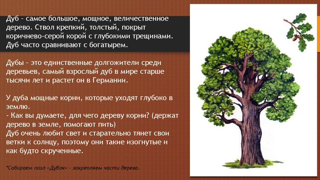 Лев толстой дуб. Описание дуба. Краткая информация про дуб. Дуб дерево описание. Дуб для презентации.