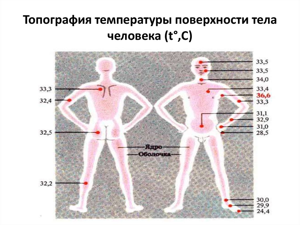 Температура тела после физических нагрузок. Распределение температуры тела человека. Температурная топография тела человека. Температура в различных частях тела. Температура человека показатели.