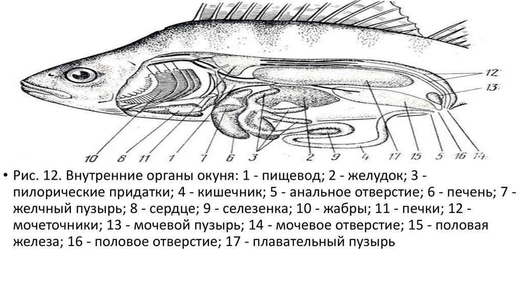 Внутреннее строение щуки. Внутреннее строение самки окуня. Пищеварительная система костных рыб схема. Внутреннее строение окуня схема. Схема строения пищеварительной системы рыб.
