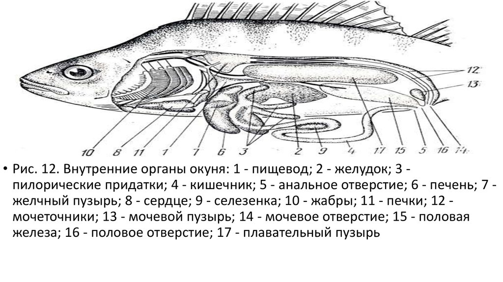 Где находится печень у рыбы