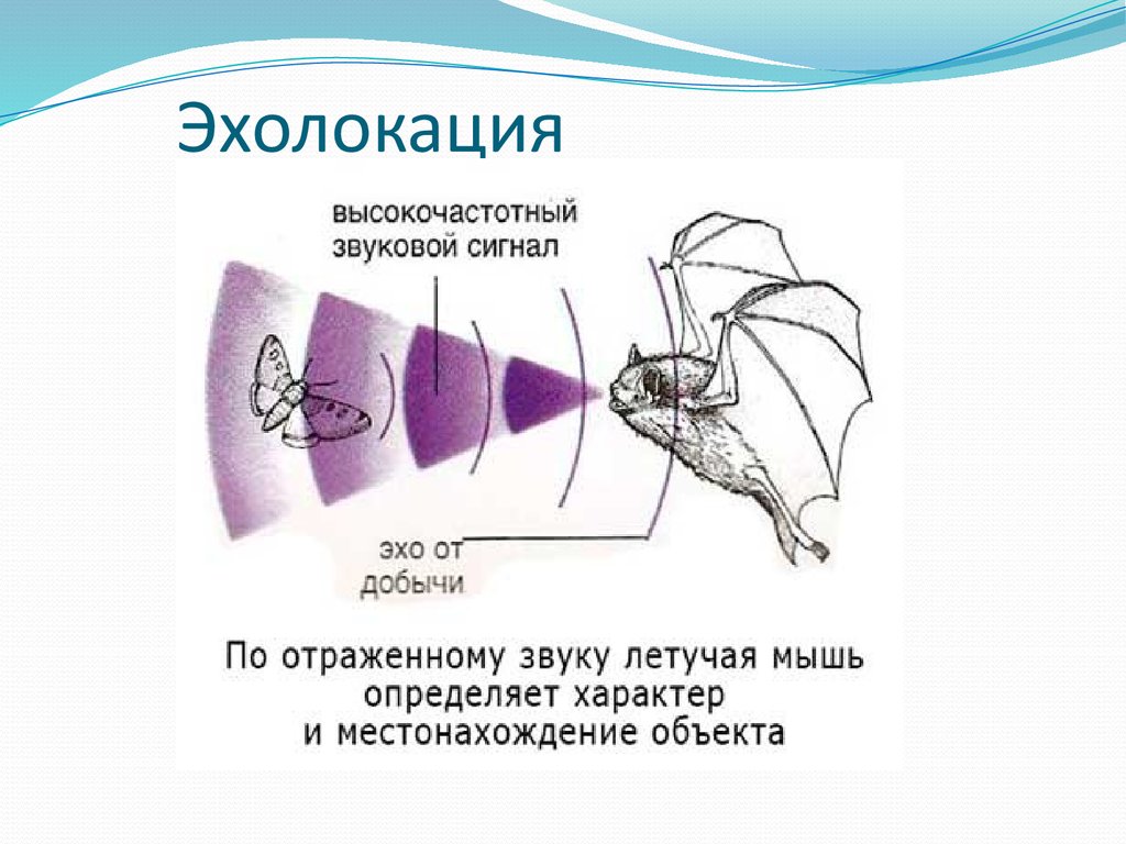 Входными воротами для эхолокационного слуха дельфина служит