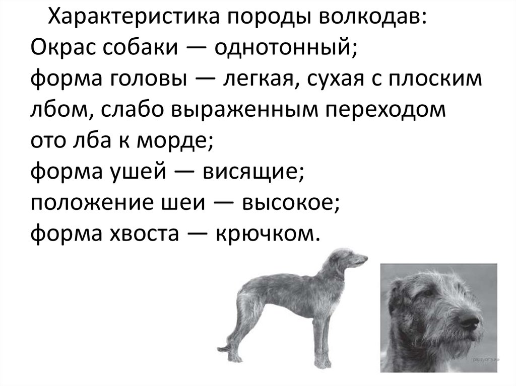 Тест на знание собак. Волкодав собака характеристика. Однотонный окрас собак. Легкая форма головы собаки. Формы головы собаки характеристика.