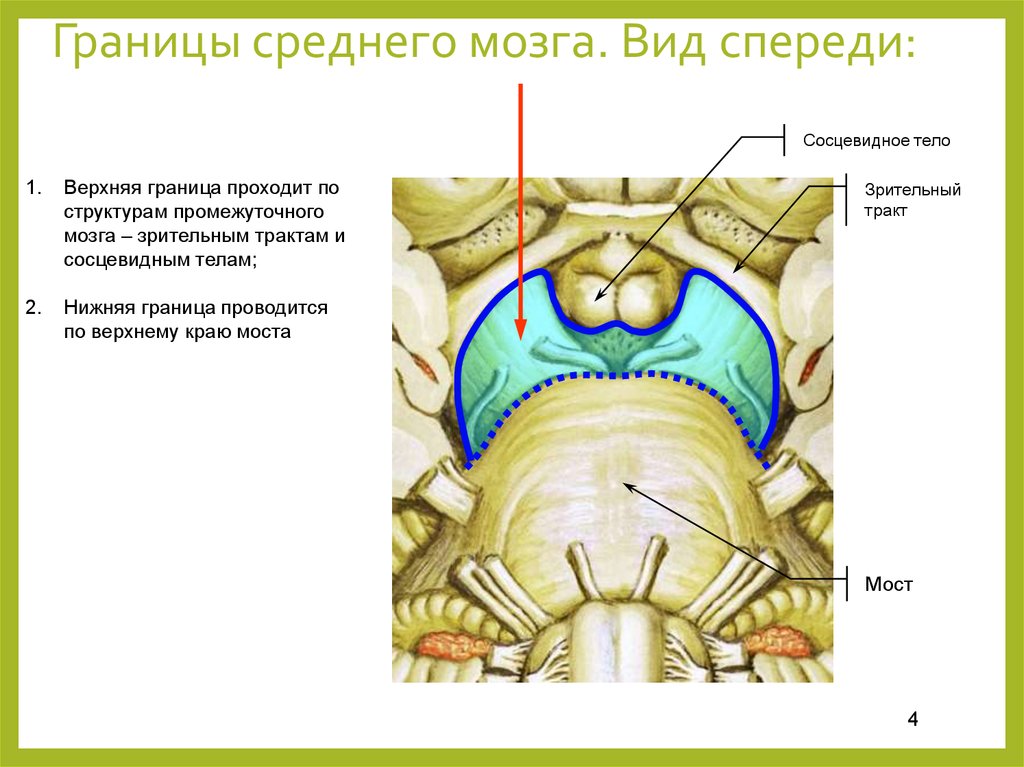 Нижний край моста. Структура и строение среднего мозга. Внешнее строение среднего мозга. Наружнее строение среднего мозга. Строение среднего мозга спереди.