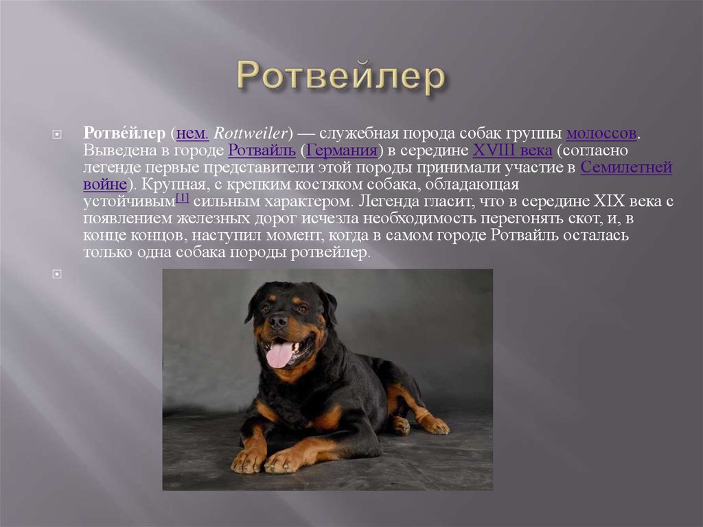Как можно описать собаку внешне. Ротвейлер параметры породы. Доклад про ротвейлера. Ротвейлер служебная собака. Ротвейлер презентация.
