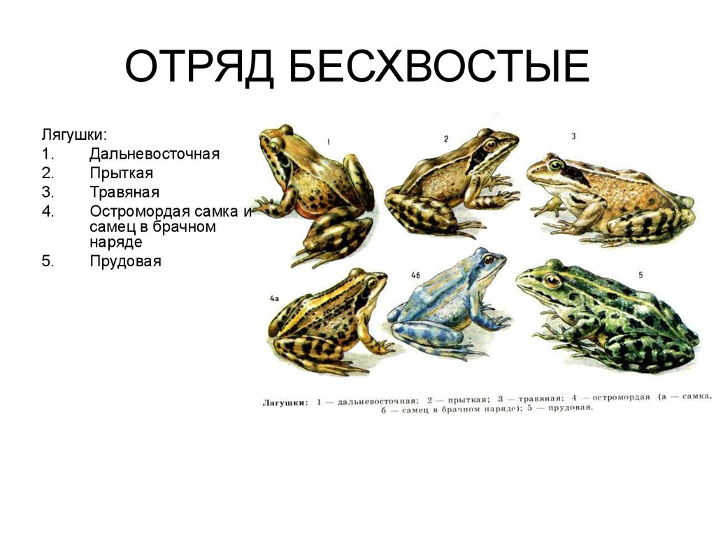 Прогрессивные и примитивные черты строения лягушки остромордой. Отряд бесхвостые внутреннее строение. Остромордая лягушка самец и самка. Остромордая лягушка самец. Отряд бесхвостые земноводные строение тела.