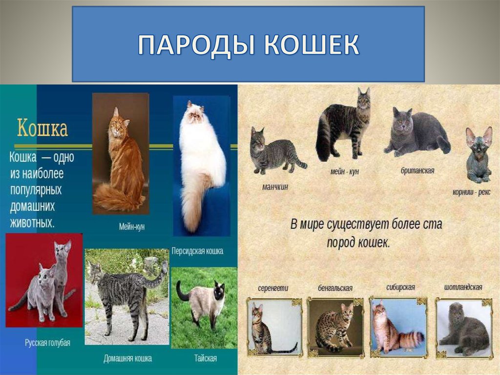 Классы пород кошек. Домашние кошки презентация. Определитель породы кошек. Породы кошек презентация. Атлас определитель породы кошек.