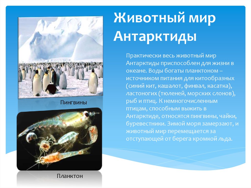 Сообщение о животных антарктиды. Животный мир е Антарктиды. Животные Антарктиды презентация. Живой мир Антарктиды. Антарктида презентация.