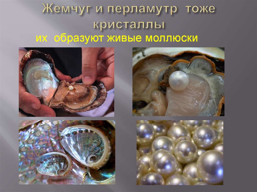 Двустворчатые моллюски Жемчужница. Жемчужина внутри раковины моллюска. Жемчуг в раковине. Перламутр моллюсков жемчуг.