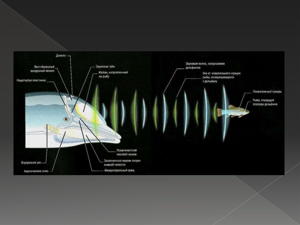 Эхолокация. Даниэль КИШ. Строение эхолокации у дельфина. Эхолокация дельфинов. Эхолокация у животных.