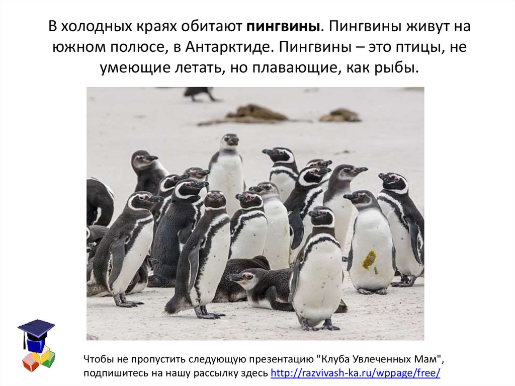 Пингвины живут на южном. Пингвины живут на Северном полюсе. Пингвины Южный полюс. Пингвины на полюсе. Пингвины живут в Антарктиде.
