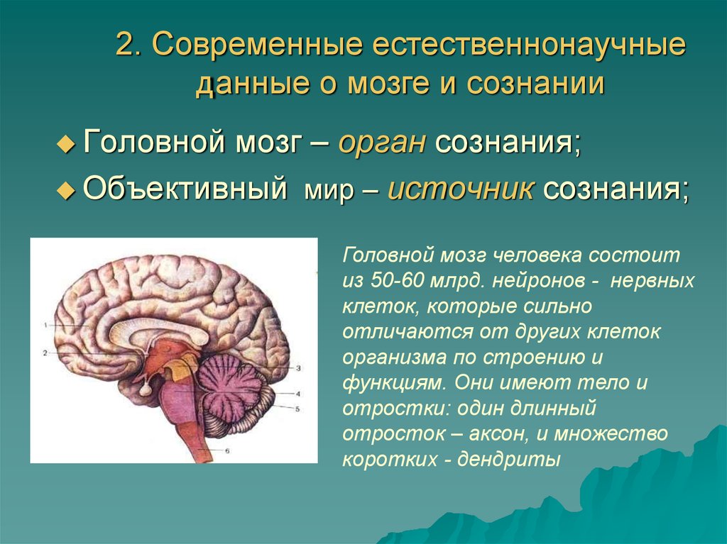 Мозг без сознания
