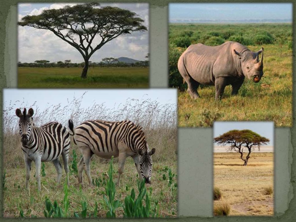 В какой природной зоне африки обитает слон. Саванны и редколесья Южной Америки. Животный мир саванны и редколесья Африки. Природные зоны Африки саванны. Саванны и редколесья Северной Америки животный мир.