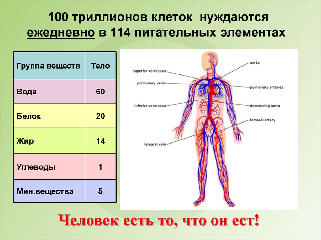 Код клетки. Организм человека состоит из клеток. Человек состоит из клеток. Человеческое тело состоит из клеток. Клеточные элементы организма человека.