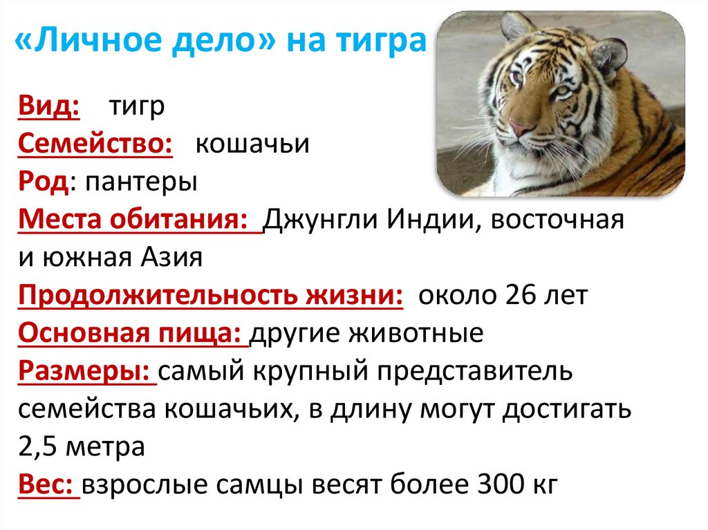 Названия видов тигров. Продолжительность жизни Амурского тигра. Вес Амурского тигра. Тигр таблица. Сколько в среднем живут тигры.