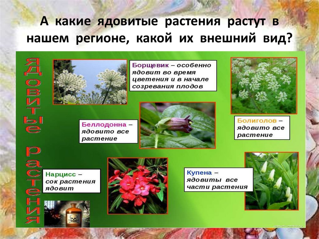 Какой из цветов ядовитый. Ядовитые растения. Опасные ядовитые растения. Ядовитые растения описание. Опасные растения и их названия.