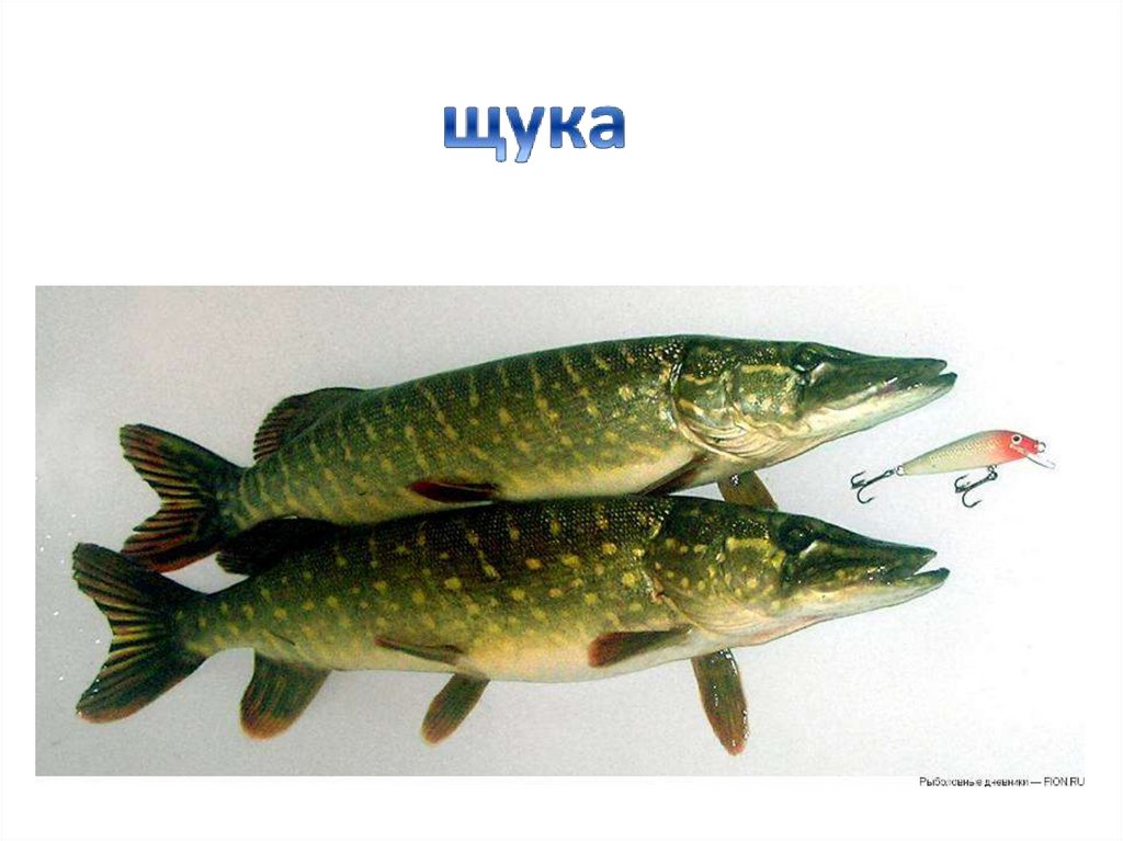 Щука щук 5 0. Рыбы Якутии. Рыба щука. Пресноводные рыбы Якутии. Речные рыбы Якутии.