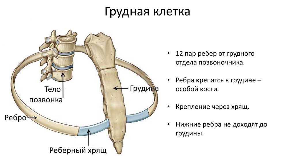 Ребро тип соединения. К какому позвонку крепится первое ребро. Грудная клетка строение и соединение костей. Крепление ребер к позвоночнику. Строение грудины. Строение ребра..