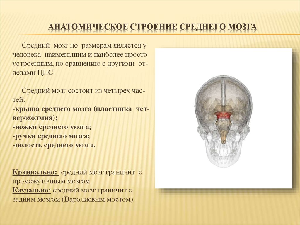 Укажите анатомическое образование. Анатомические образования среднего мозга. Какие анатомические образования относят к среднему мозгу. Анатомическое строение среднего мозга. Образования среднего мозга анатомия.