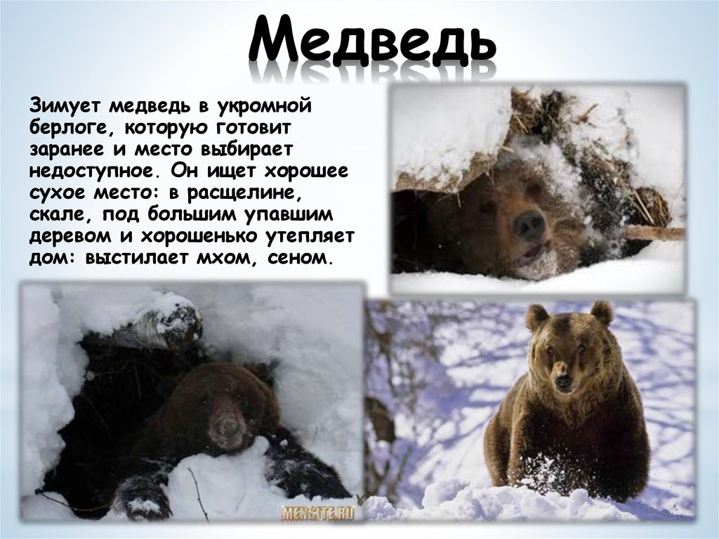 Изменения животных зимой 5 класс биология. Где зимует медведь зимой для детей. Медведь зимой и летом. Медведь зимой в берлоге. Зимовка медведя.