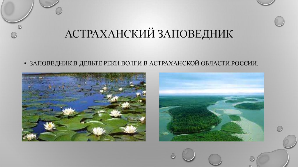 Астраханский заповедник особенности. Астраханский заповедник субъект РФ. Астраханский заповедник природная зона. Астраханский заповедник объекты охраны. Заповедники на реке Волге.