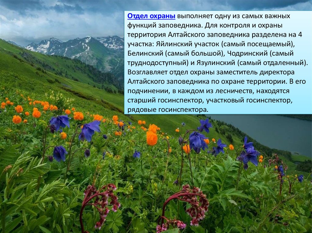 Про заповедник. Алтайский заповедник охраняемые. Алтайский заповедник презентация. Охрана природы Алтайского края. Заповедные зоны Алтайского края.