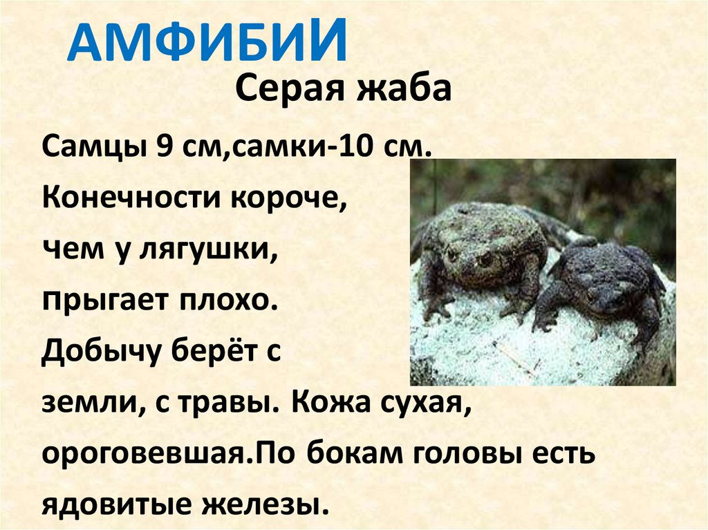 К чему снится лягушка мужчине