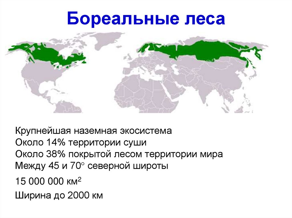 Хвойные леса на карте. Бореальные леса России карта. Бореальные хвойные леса на карте. Хвойные леса географическое положение. Тайга хвойные леса географическое положение.