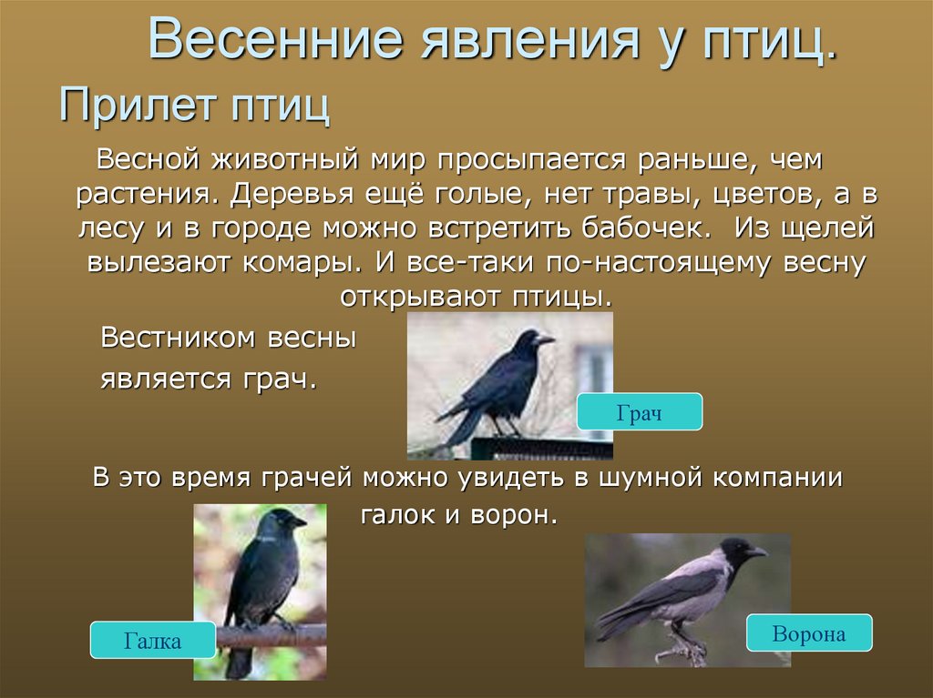 Изучает жизнь птиц