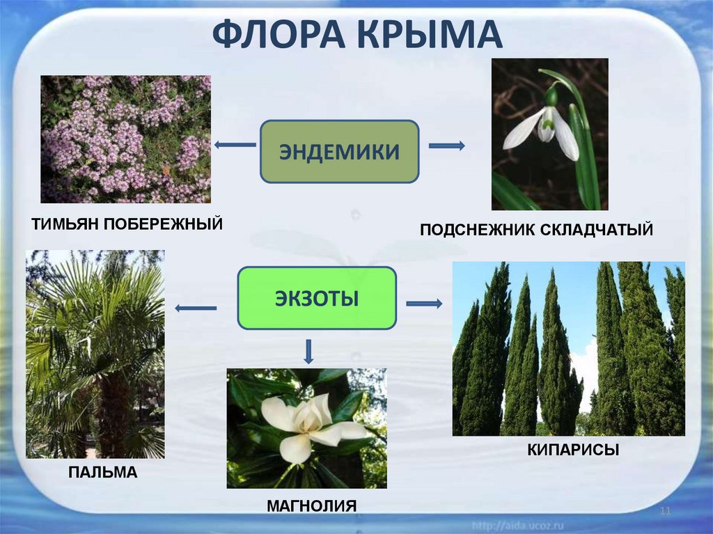Какие растения растут в северной. Эндемики Крыма растения. Типичные растения Крыма. Растения произрастающие в Крыму. Растения которые растут в Крыму.