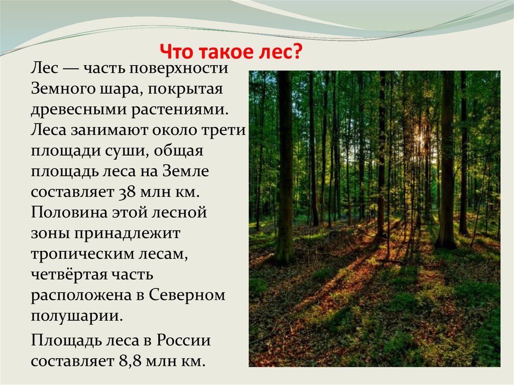 Край лесной слова. Презентация на тему лес. Лес для презентации. Проект на тему леса. Рассказ о лесе.