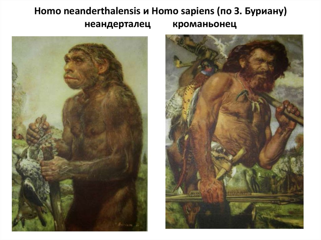 Кроманьонцы homo. Неандертальцы кроманьонцы сапиенс. Кроманьонец ( homo sapiens). Неандерталец и хомо сапиенс. Хомо сапиенс неандерталенсис кроманьонцы.