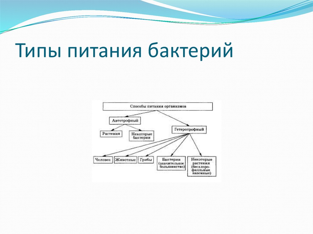 Типы питания бактерий. Типы питания и дыхания бактерий.