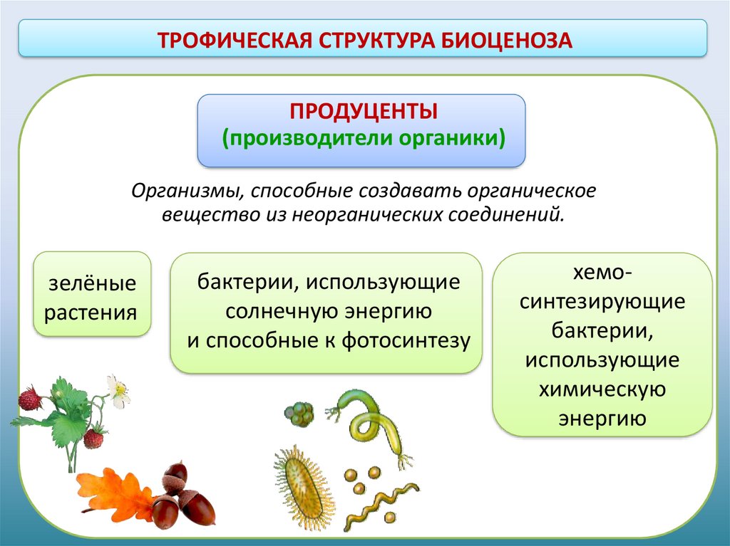 Роль организмов в биогеоценозе