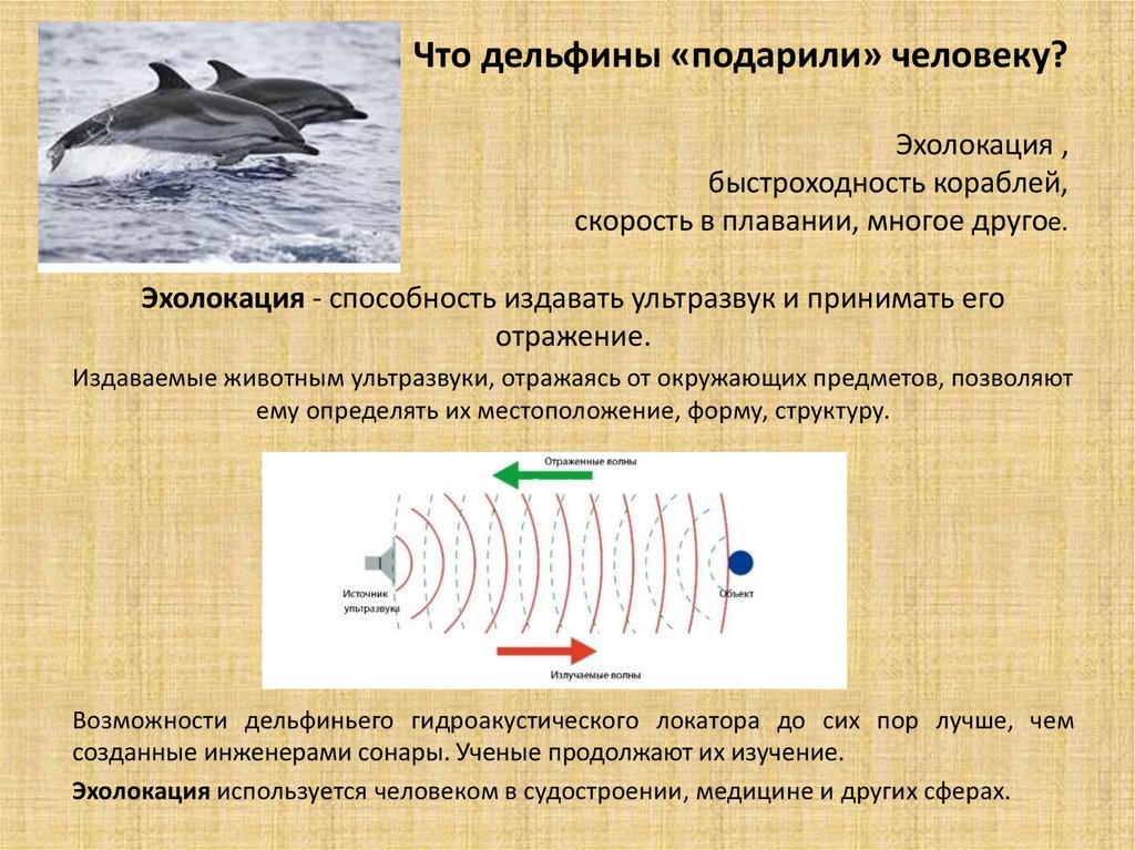 Какие животные с помощью эхолокации