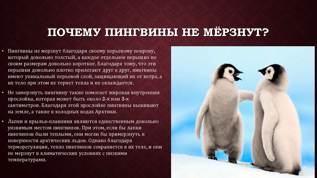Одновременно почему о. Пингвин. Окружающий мир 4 класс доклад на тему пингвины. Пингвины в холоде живут. Концовка для презентации с пингвинами.