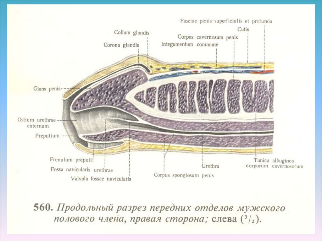 Мужской член в машине