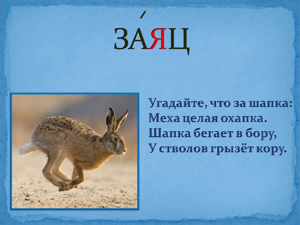 Что обозначает слово заяц. Загадка к слову заяц. Словарное слово заяц. Презентация со словарными словами заяц. Словарное слово заяц 1 класс.