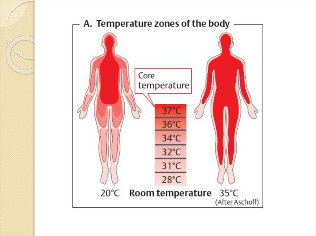 Области тела человека температура. Температура человека. Температура поверхности тела человека. Температура тела человке. Температура внутри организма человека.