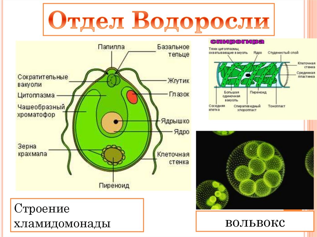 Одноклеточная брюс. Строение одноклеточной водоросли хламидомонады. Вольвокс и хламидомонада. Одноклеточные водоросли вольвокс. Вольвокс строение клетки.