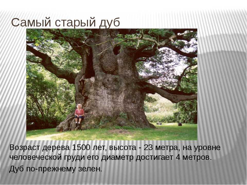 Дуб дерево рост. Дуб высота дерева. Возраст деревьев дуба. Высота старого дуба. Высота дуба в метрах.
