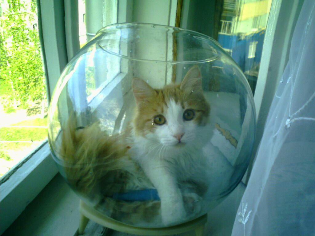 Рыбки которые живут без кислорода. Кот в круглом аквариуме. Кот с АК. Кошка в круглом аквариуме.