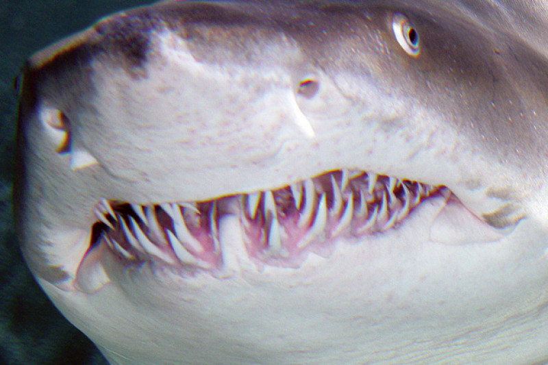 У какого животного всю жизнь растут зубы. Тигровая акула челюсти. Гренландская акула зубы.